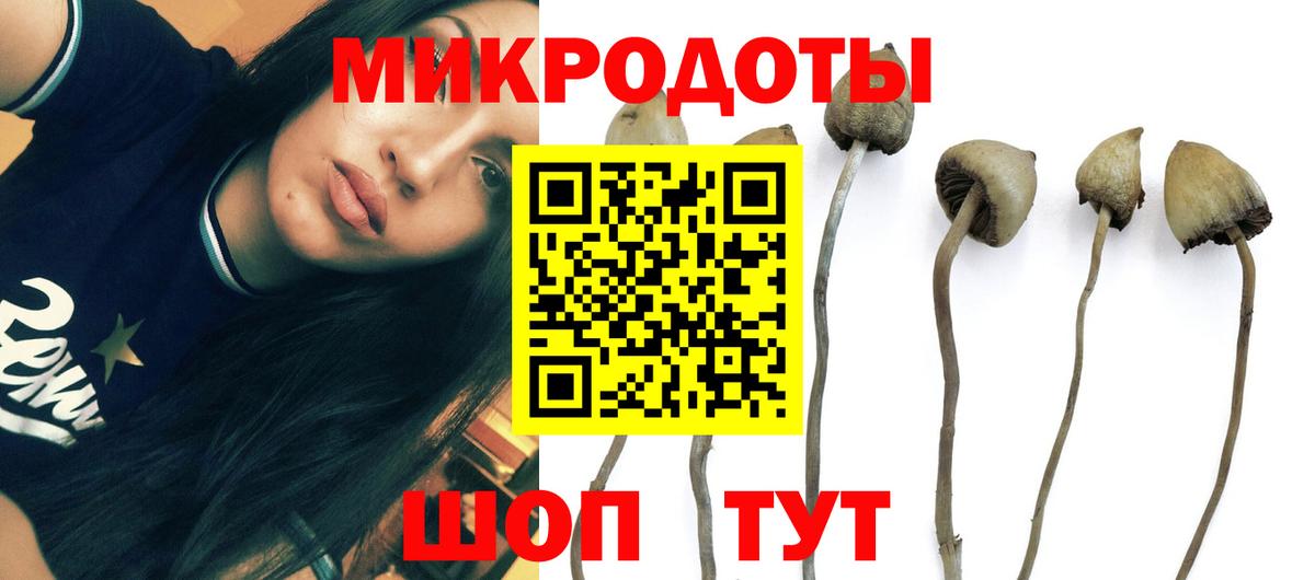 Галлюциногенные грибы Cubensis Дмитров